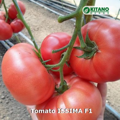 Фото 2 - Іссіма F1 (КС 240) томат індетермінантний Kitano Seeds 100 насінин