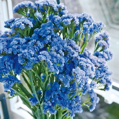 Кермек (Статиця) Блакитний обрій Floragran 5 г