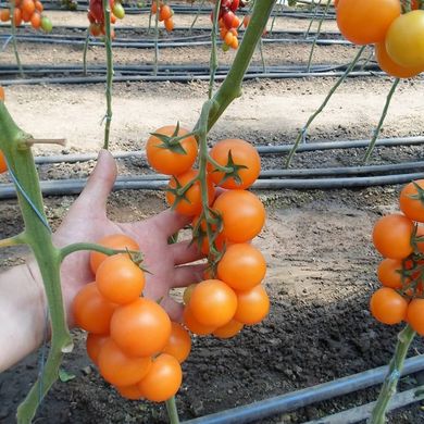 Фото 4 - Нессі (КС 1549) F1 томат індетермінантний черрі Kitano Seeds 8 насінин