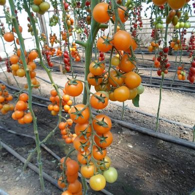 Фото 6 - Нессі (КС 1549) F1 томат індетермінантний черрі Kitano Seeds 8 насінин