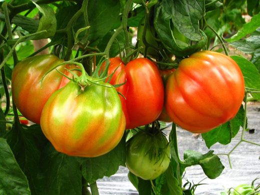 Фото 2 - Оксіхарт Бельмонте томат напівдетермінантний Esasem 250 насінин