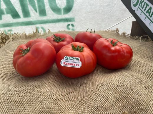 Фото 2 - Ядвига F1 томат напівдетермінантний Kitano Seeds 100 насінин