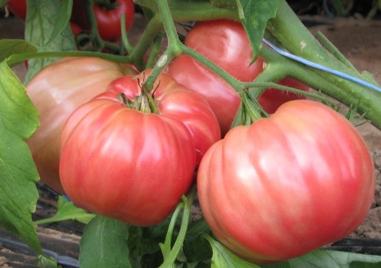 Фото 3 - Оксихарт Бельмонте томат полудетерминантный Esasem 250 семян