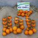 Нессі (КС 1549) F1 томат індетермінантний черрі Kitano Seeds 8 насінин