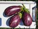 Рико F1 баклажан Spark Seeds 100 семян