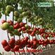 Іссіма F1 (КС 240) томат індетермінантний Kitano Seeds 100 насінин