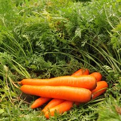 Фото 1 - Лагуна F1 морковь Nunhems 1.6-1.8, 25000 семян