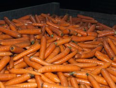 Фото 1 - Бангор F1 морковь тип Берликум Bejo Zaden 1.6 -1.8, 100 тыс. семян