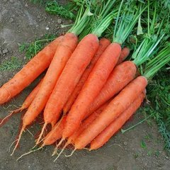 Фото 1 - Матч F1 морква середньопізня тип Нантський Clause 25 000 насінин