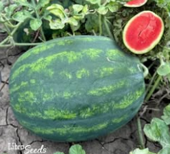 Фото 1 - Люмен F1 арбуз Libra Seeds 250 семян