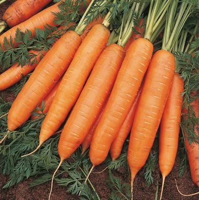 Фото 2 - Бангор F1 морква тип Берлікум Bejo Zaden 1.6 -1.8, 100 тис. насінин