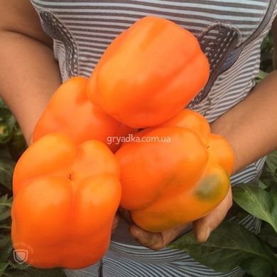 Фото 5 - Магно F1 перець солодкий помаранчевий Enza Zaden 500 насінин
