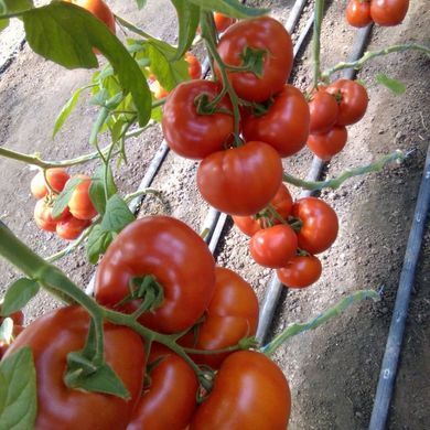 Фото 4 - КС 204 (KS 204) F1 томат индетерминантный Kitano Seeds 100 семян
