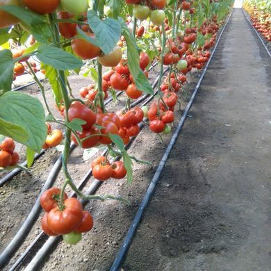 Фото 6 - КС 204 (KS 204) F1 томат индетерминантный Kitano Seeds 100 семян