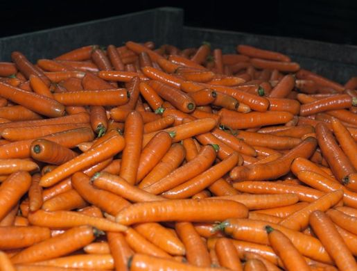 Фото 1 - Бангор F1 морковь тип Берликум Bejo Zaden 1.6 -1.8, 100 тыс. семян