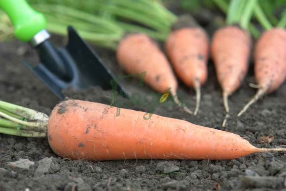 Фото 5 - Абако F1 морковь тип Шантане Seminis 400 семян