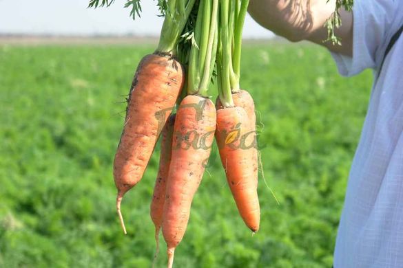 Фото 4 - Абако F1 морковь тип Шантане Seminis 400 семян