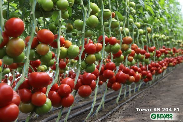 Фото 7 - КС 204 (KS 204) F1 томат индетерминантный Kitano Seeds 100 семян
