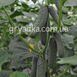 112-315 (Ратник) F1 огурец партенокарпический Yuksel Tohum 250 семян