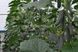 112-315 (Ратник) F1 огурец партенокарпический Yuksel Tohum 250 семян