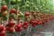 КС 204 (KS 204) F1 томат индетерминантный Kitano Seeds 100 семян