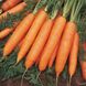 Бангор F1 морква тип Берлікум Bejo Zaden 1.6 -1.8, 100 тис. насінин