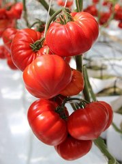 Фото 1 - Сарра F1 томат индетерминантный Clause 250 семян