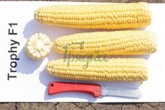 Фото 1 - Трофі F1 кукурудза Seminis 5000 насінин