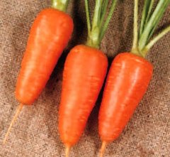 Фото 1 - Болтекс морква середньопізня Clause 0,5 кг