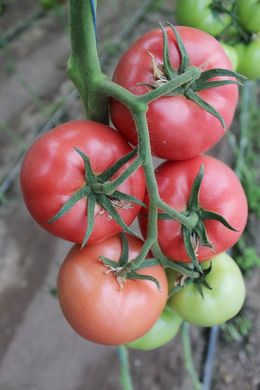 Фото 3 - Перугино F1 томат индетерминантный Enza Zaden 100 семян