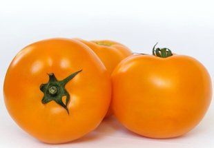 Фото 1 - Ямамото (КS 10/KС 10) F1 томат індетермінантний Kitano Seeds 10 насінин