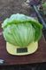 Карат (PL 6056) салат Айсберг Asia Seed 1000 насінин