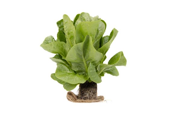 Фото 2 - Рабелло салат тип Міні ромен Rijk Zwaan 1 000 насінин
