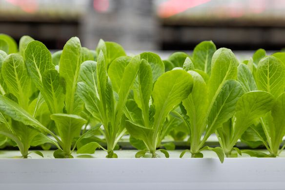 Фото 5 - Рабелло салат тип Міні ромен Rijk Zwaan 1 000 насінин
