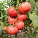 Перугино F1 томат индетерминантный Enza Zaden 100 семян