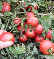Фото 1 - Альма F1 (EZ 2104 F1) томат індетермінантний Libra Seeds 250 насінин