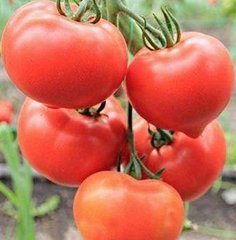 Фото 1 - Беллфорт F1 органик томат индетерминантный (Vitalis) Enza Zaden 250 семян