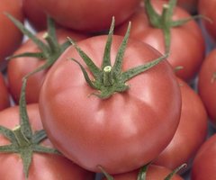 Фото 1 - Мамстон F1 томат индетерминантный Syngenta 500 семян