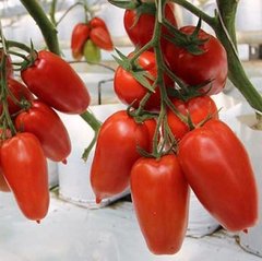 Фото 1 - Айдар F1 томат индетерминантный Clause 250 семян