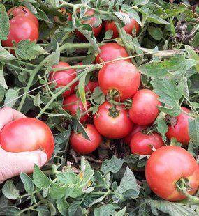 Фото 1 - Альма F1 (EZ 2104 F1) томат детерминантный Libra Seeds 250 семян