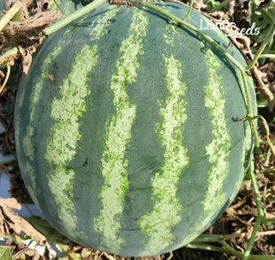 Фото 1 - Янки F1 арбуз Libra Seeds 250 семян