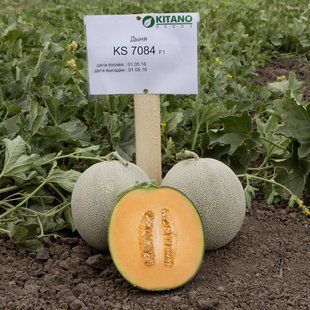 Фото 1 - Севинта F1 (КС 7084 F1) диня Kitano Seeds 100 семян