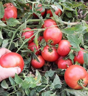 Фото 1 - Альма F1 (EZ 2104 F1) томат детермінантний Libra Seeds 250 насінин