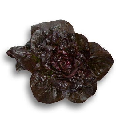 Фото 3 - Розайн салат тип Ромен Rijk Zwaan 1 000 насінин