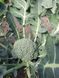 Батори F1 капуста брокколи Syngenta 2 500 семян