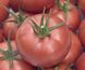 Мамстон F1 томат индетерминантный Syngenta 500 семян