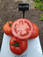 Фото 1 - Адриатика F1 томат индетерминантный Sakata 100 семян