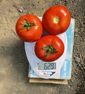 Фото 1 - F155 F1 томат індетермінантний Spark Seeds 250 насінин