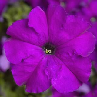 Фото 1 - Петунія Трітунія F1 фіолетова Syngenta1000 драже