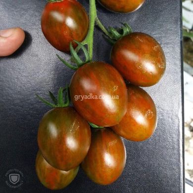 Фото 3 - Криспіна Плюм F1 томат індетермінантний Esasem 500 насінин